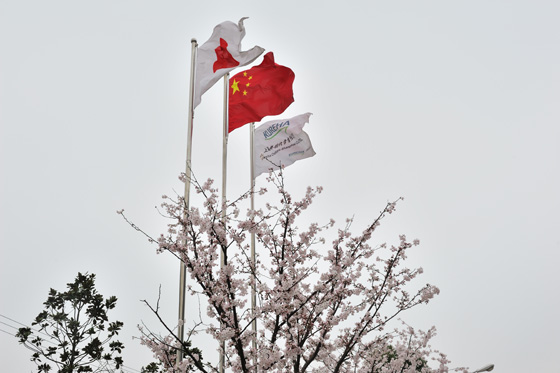 上海吴羽化学工厂樱花节活动